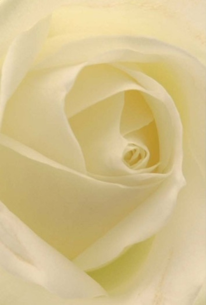 Drawn close to this classic white rose, one witnesses the extraordinary interplay of softness and intricacy that defines bespoke floristry in Earl's Court. Each petal, elegantly layered and spiraled, shimmers with hues of pristine white and gentle cream-an effect made more luminous by the filtered light pouring through the shop's window near Redcliffe Gardens. Tranquility suffuses the image, with colour and shade blending in peaceful balance reminiscent of quiet corners in Brompton Cemetery. The rose's spiraled heart symbolises purity and quiet endurance, while the outer petals-almost diaphanous-frame the composition with unassuming grace. Whether chosen as a romantic flourish, an eloquent apology, or the centerpiece of a wedding celebration in one of Earl's Court's grand venues, this flower embodies the neighbourhood's quiet sophistication and attention to detail. A barely perceptible scent of freshness seems to linger, inviting the imagination into a world filled with possibilities. Crafted with both technique and sentiment by Earl's Court florists, every stem is more than a decorative accent-it is a vessel for emotion and memory, designed to communicate in ways that words cannot. The result is an arrangement that both honours tradition and elevates the everyday, offering comfort or celebration as needed.